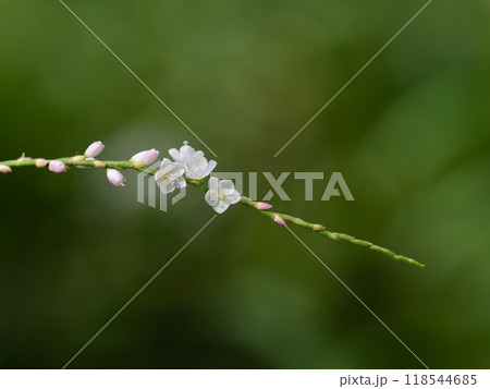 湿地に咲く愛らしいサクラタデ 118544685