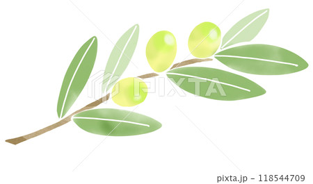 オリーブの葉と実　水彩風イラスト 118544709