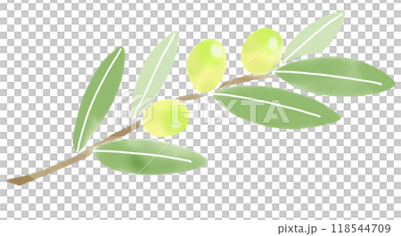 オリーブの葉と実　水彩風イラスト 118544709
