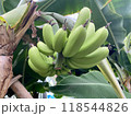 実ったバナナ 118544826
