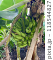 バナナの木 118544827