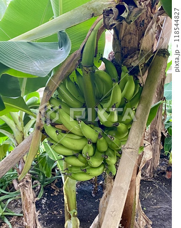 バナナの木 118544827