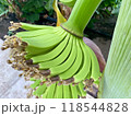 未熟なバナナ 118544828