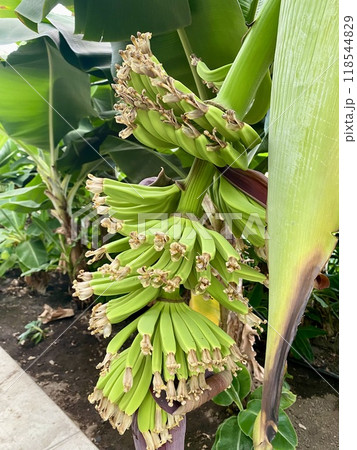 なりはじめのバナナ 118544829