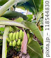 バナナの木 118544830