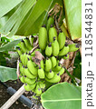 バナナの木 118544831