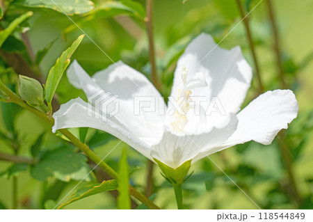 家の周りの草花　四季の色々　初夏の公園に美しい白色のムクゲの花が咲き始めました 118544849