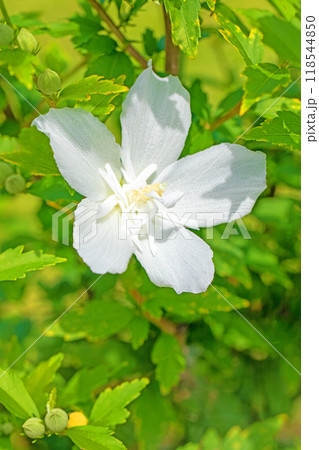 家の周りの草花　四季の色々　初夏の公園に美しい白色のムクゲの花が咲き始めました 118544850