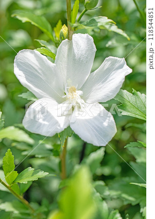 家の周りの草花　四季の色々　初夏の公園に美しい白色のムクゲの花が咲き始めました 118544851