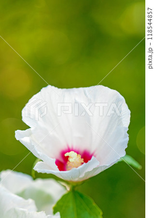 家の周りの草花　四季の色々　初夏の公園に美しい白色のムクゲの花が咲き始めました 118544857
