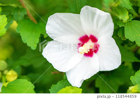 家の周りの草花　四季の色々　初夏の公園に美しい白色のムクゲの花が咲き始めました 118544859