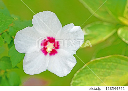 家の周りの草花　四季の色々　初夏の公園に美しい白色のムクゲの花が咲き始めました 118544861