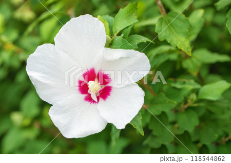 家の周りの草花　四季の色々　初夏の公園に美しい白色のムクゲの花が咲き始めました 118544862