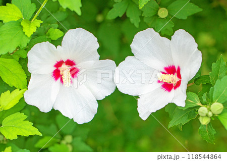 家の周りの草花　四季の色々　初夏の公園に美しい白色のムクゲの花が咲き始めました 118544864