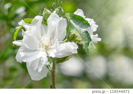 家の周りの草花 四季の色々 初夏の公園に美しい白色のムクゲの花が咲き始めました 家の周りの草花 四季の色々 初夏の公園に美しい白色のムクゲの花が咲き始めました 118544871