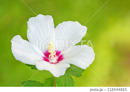 家の周りの草花 四季の色々 初夏の公園に美しい白色のムクゲの花が咲き始めました 家の周りの草花 四季の色々 初夏の公園に美しい白色のムクゲの花が咲き始めました 118544883