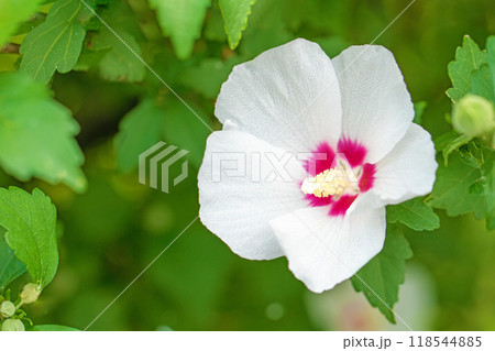 家の周りの草花　四季の色々　初夏の公園に美しい白色のムクゲの花が咲き始めました 118544885