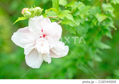 家の周りの草花　四季の色々　初夏の公園に美しい白色のムクゲの花が咲き始めました 118544889