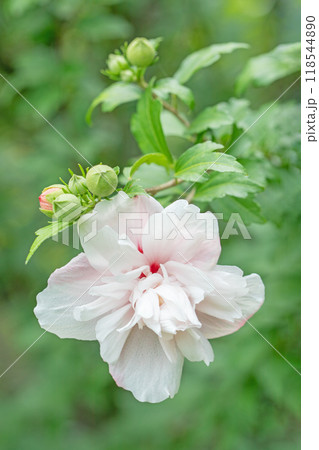 家の周りの草花　四季の色々　初夏の公園に美しい白色のムクゲの花が咲き始めました 118544890