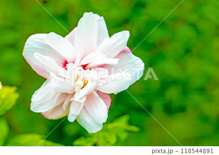 家の周りの草花　四季の色々　初夏の公園に美しい白色のムクゲの花が咲き始めました 118544891