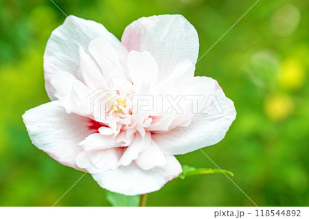 家の周りの草花　四季の色々　初夏の公園に美しい白色のムクゲの花が咲き始めました 118544892