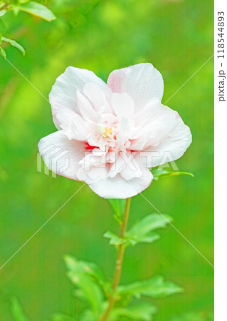 家の周りの草花　四季の色々　初夏の公園に美しい白色のムクゲの花が咲き始めました 118544893