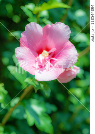 家の周りの草花　四季の色々　初夏の公園に美しいピンク色のムクゲの花が咲き始めました 118544894