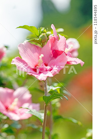 家の周りの草花　四季の色々　初夏の公園に美しいピンク色のムクゲの花が咲き始めました 118544895