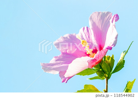家の周りの草花　四季の色々　初夏の公園に美しいピンク色のムクゲの花が咲き始めました 118544902