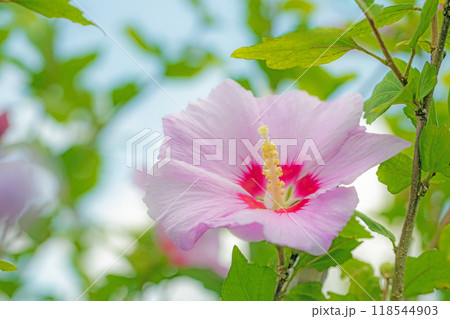家の周りの草花　四季の色々　初夏の公園に美しいピンク色のムクゲの花が咲き始めました 118544903