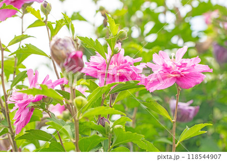 家の周りの草花　四季の色々　初夏の公園に美しいピンク色のムクゲの花が咲き始めました 118544907