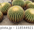 丸いサボテン 118544921