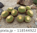 丸いサボテン群集 118544922
