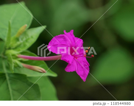 ピンク色のオシロイバナの花 118544980