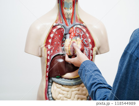 Asian student learning with human body model in anatomy biology in classroom at high school. 118544989