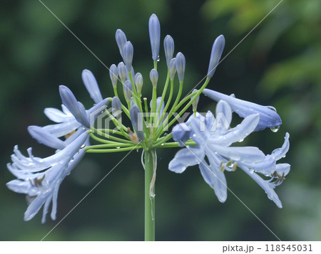 雨の日　淡い色のアガパンサス 118545031