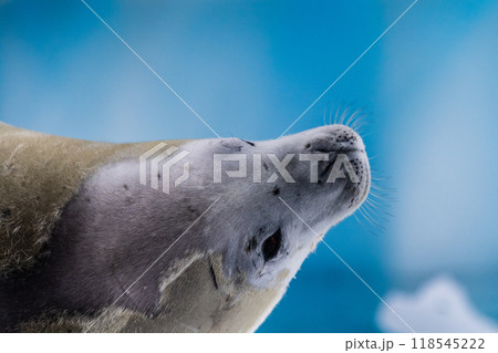 Crabeater Seal resting on a sheet of ice Crabeater Seal resting on a sheet of ice 118545222
