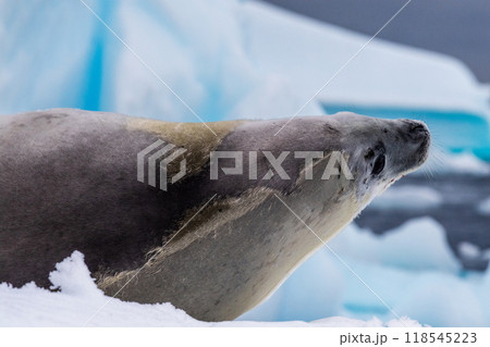 Crabeater Seal resting on a sheet of ice Crabeater Seal resting on a sheet of ice 118545223