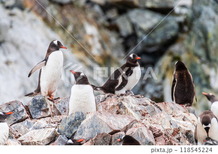 Gentoo Penguin colony on Cuverville island Gentoo Penguin colony on Cuverville island 118545224