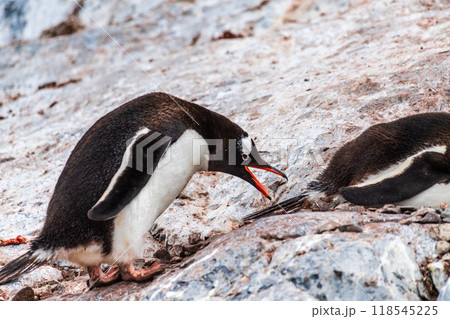 Gentoo Penguin colony on Cuverville island 118545225