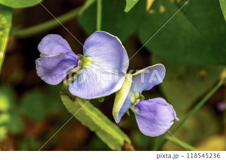 蝶型で紫色の花が咲くジュウロクササゲ【マメ科】 118545236