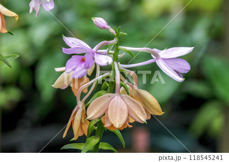 広常緑広葉樹林の下に生えるオナガエビネ【ラン科】 118545241