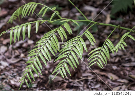 シダ植物である大型のリュウビンタイ、羽片の造形 シダ植物である大型のリュウビンタイ、羽片の造形 118545243