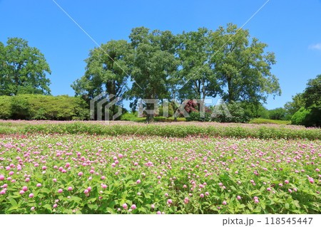 真夏の能古島アイランドパークの満開の花畑の風景 真夏の能古島アイランドパークの満開の花畑の風景 118545447
