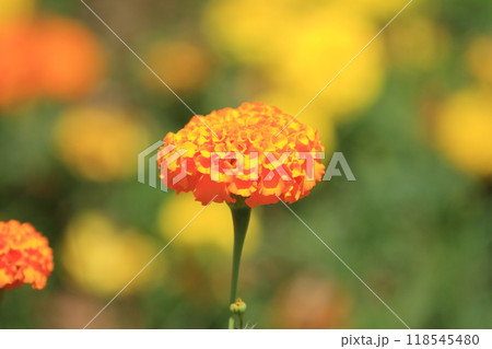 可愛らしいオレンジ色のマリーゴールドの花 可愛らしいオレンジ色のマリーゴールドの花 118545480