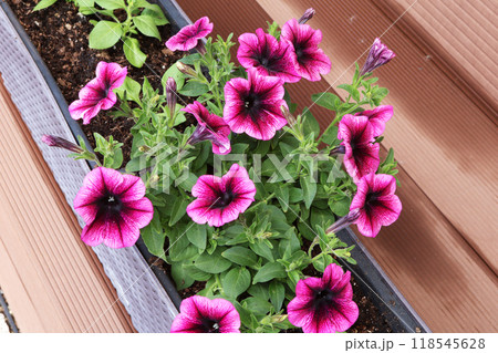 Bright petunia blooming flowers in long flowerpots on patio deck. Backyard and garden. Bright petunia blooming flowers in long flowerpots on patio deck. Backyard and garden. 118545628