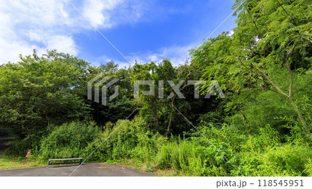 夏・秋の三浦半島の神奈川県三浦市小網代の小網代の森 118545951