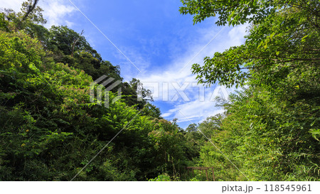 夏・秋の三浦半島の神奈川県三浦市小網代の小網代の森 夏・秋の三浦半島の神奈川県三浦市小網代の小網代の森 118545961