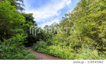 夏・秋の三浦半島の神奈川県三浦市小網代の小網代の森 夏・秋の三浦半島の神奈川県三浦市小網代の小網代の森 118545962