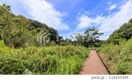 夏・秋の三浦半島の神奈川県三浦市小網代の小網代の森 夏・秋の三浦半島の神奈川県三浦市小網代の小網代の森 118545994